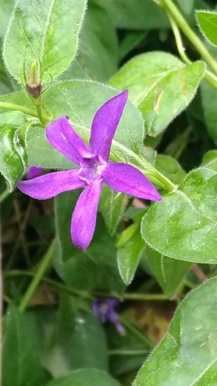 Pervinca erbacea 3