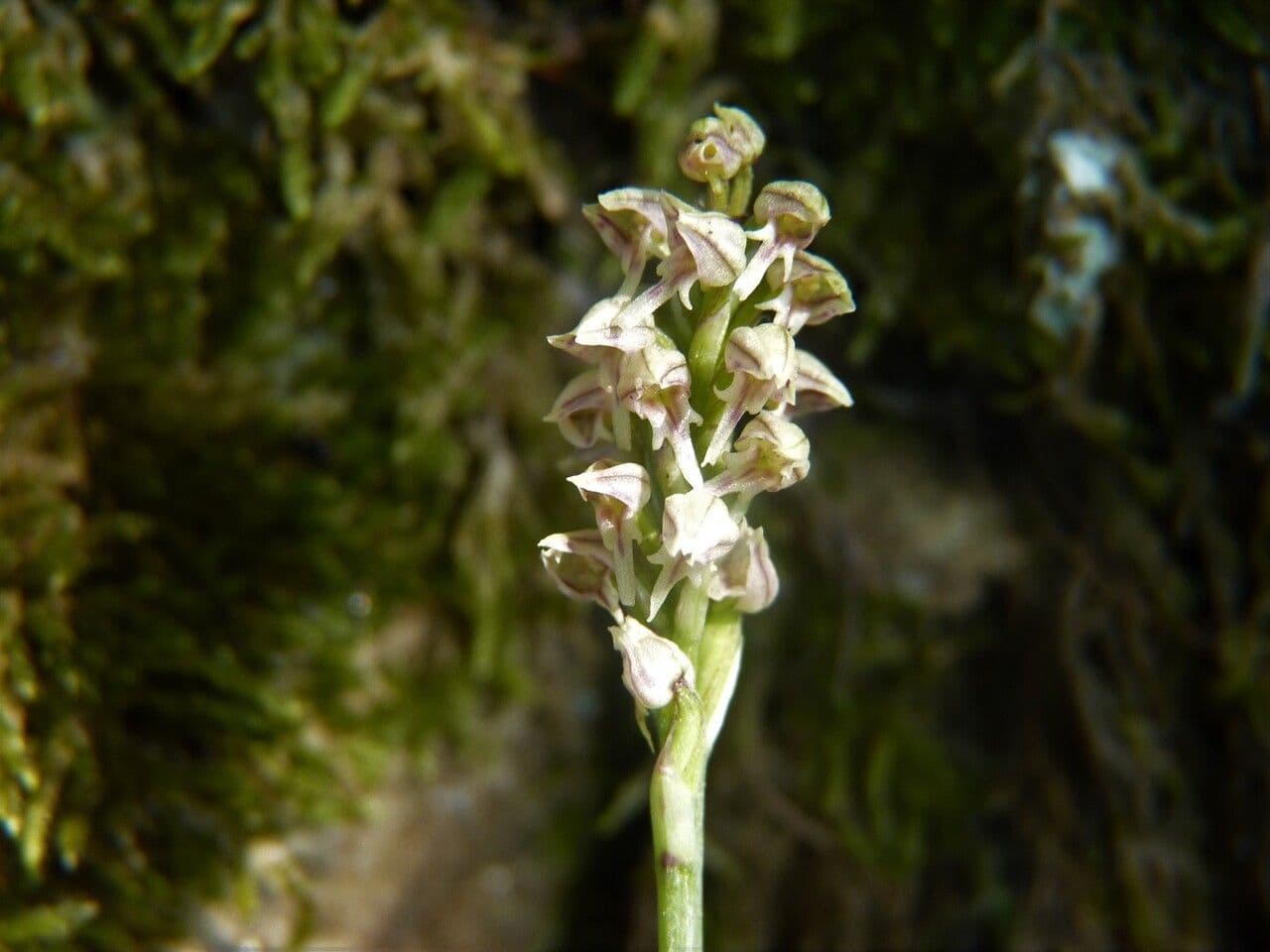Orchidea maculata 7