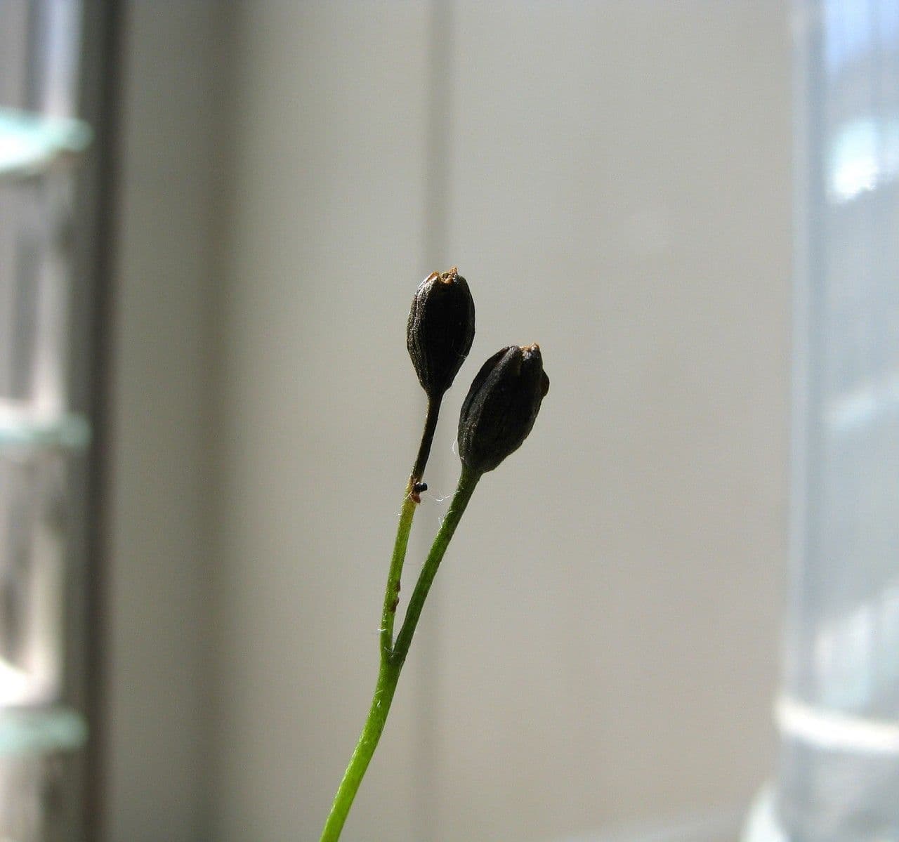 Drosera anglica