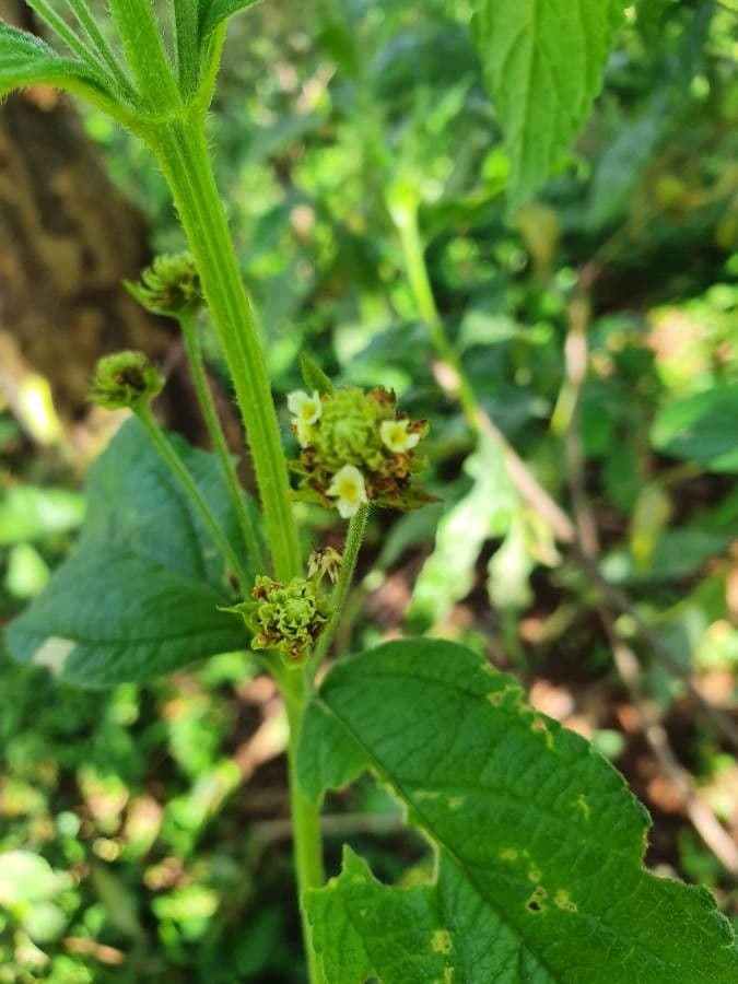 Lippia