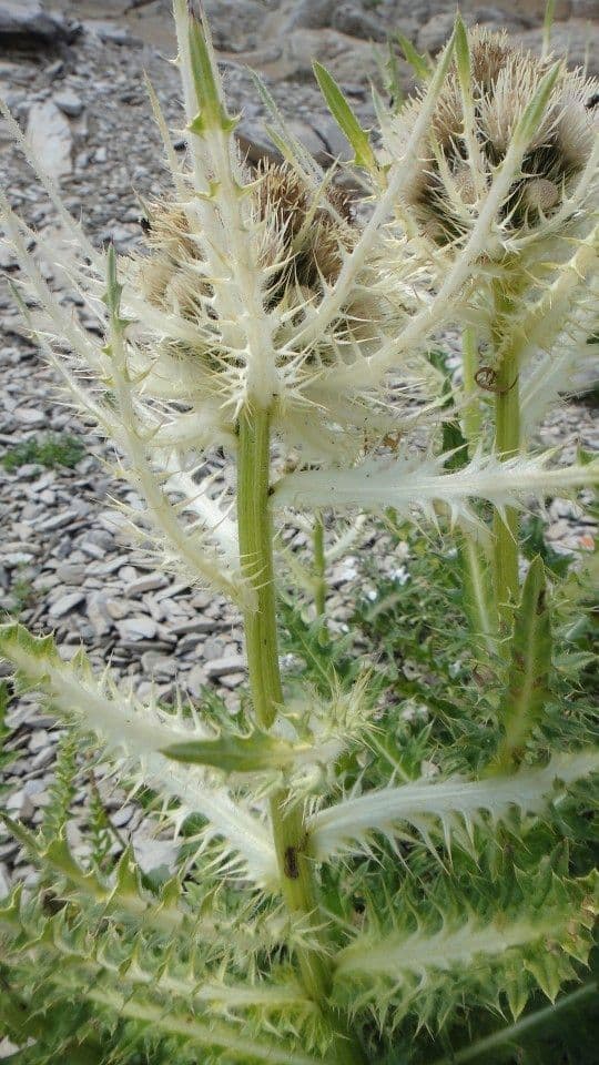 Cardo spinosissimo 22