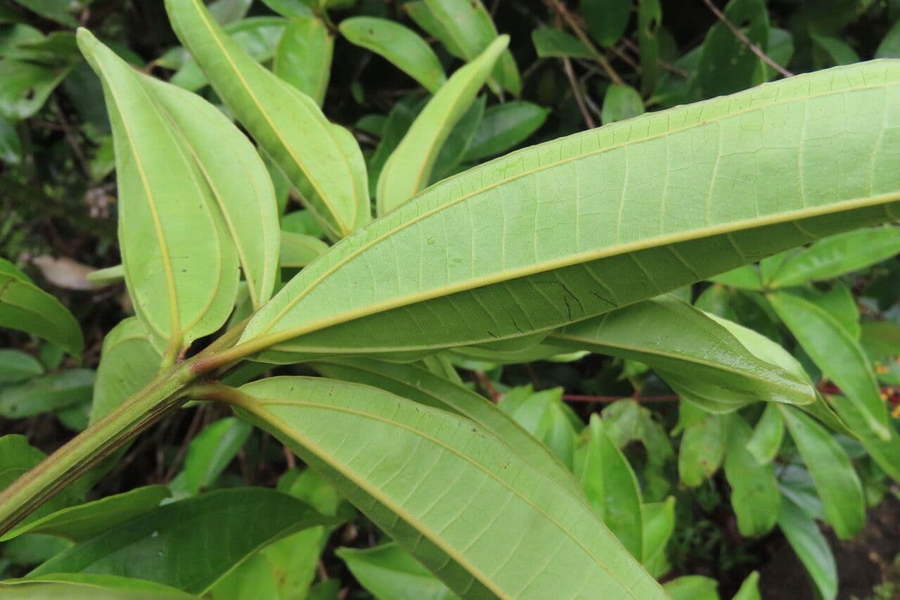 Miconia 19