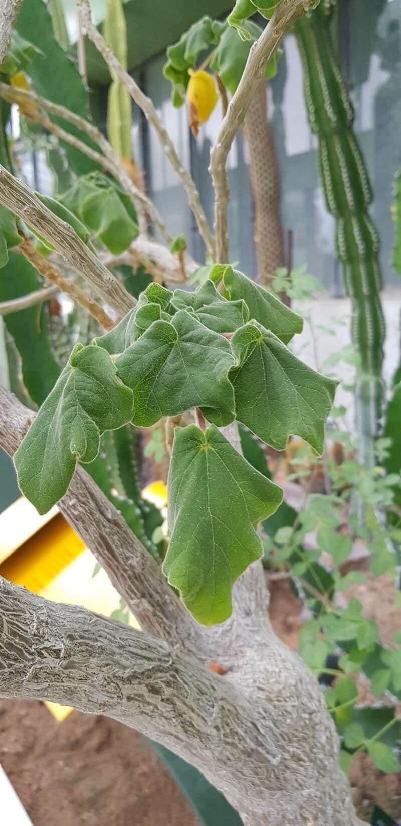Uncarina 11