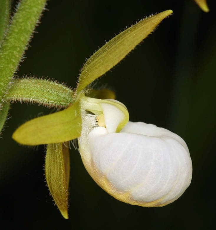 Cypripedium californicum 4