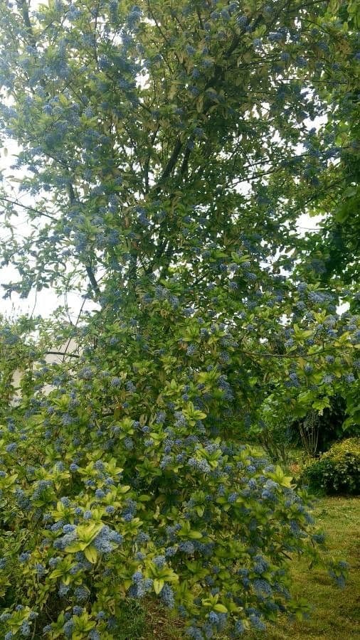 Ceanoto arboreo 14