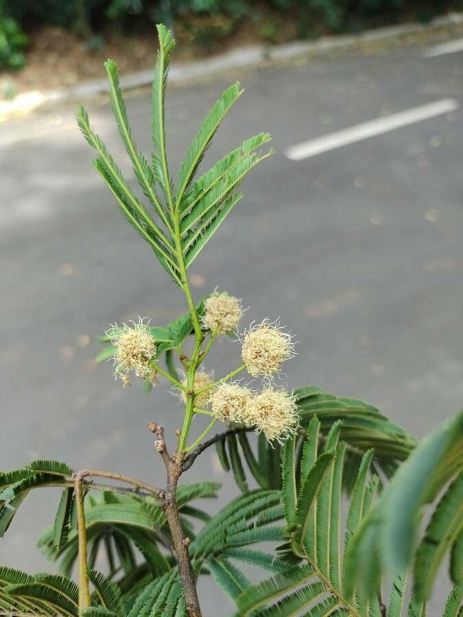 Anadenanthera 8