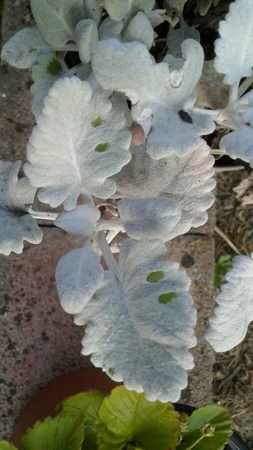 Cineraria 19