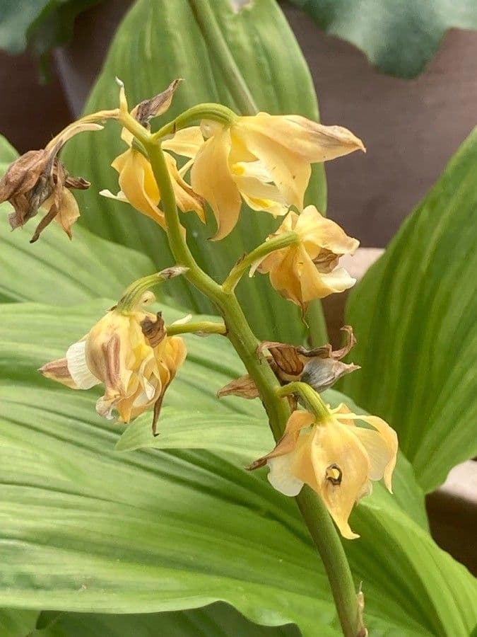 Phaius