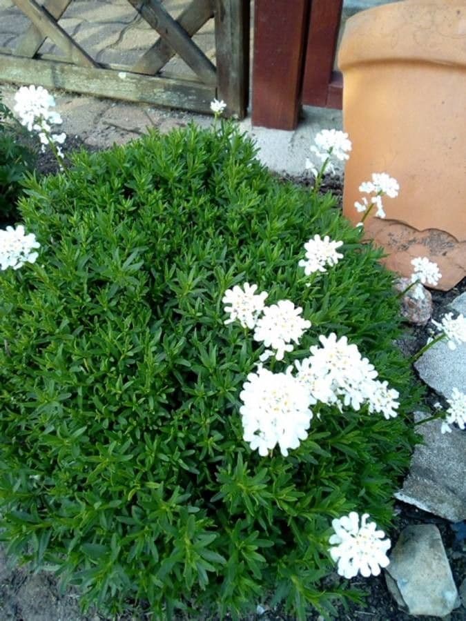 Iberis ciliata 14
