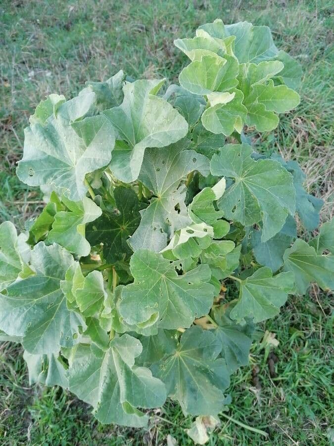 Malva subovata 20