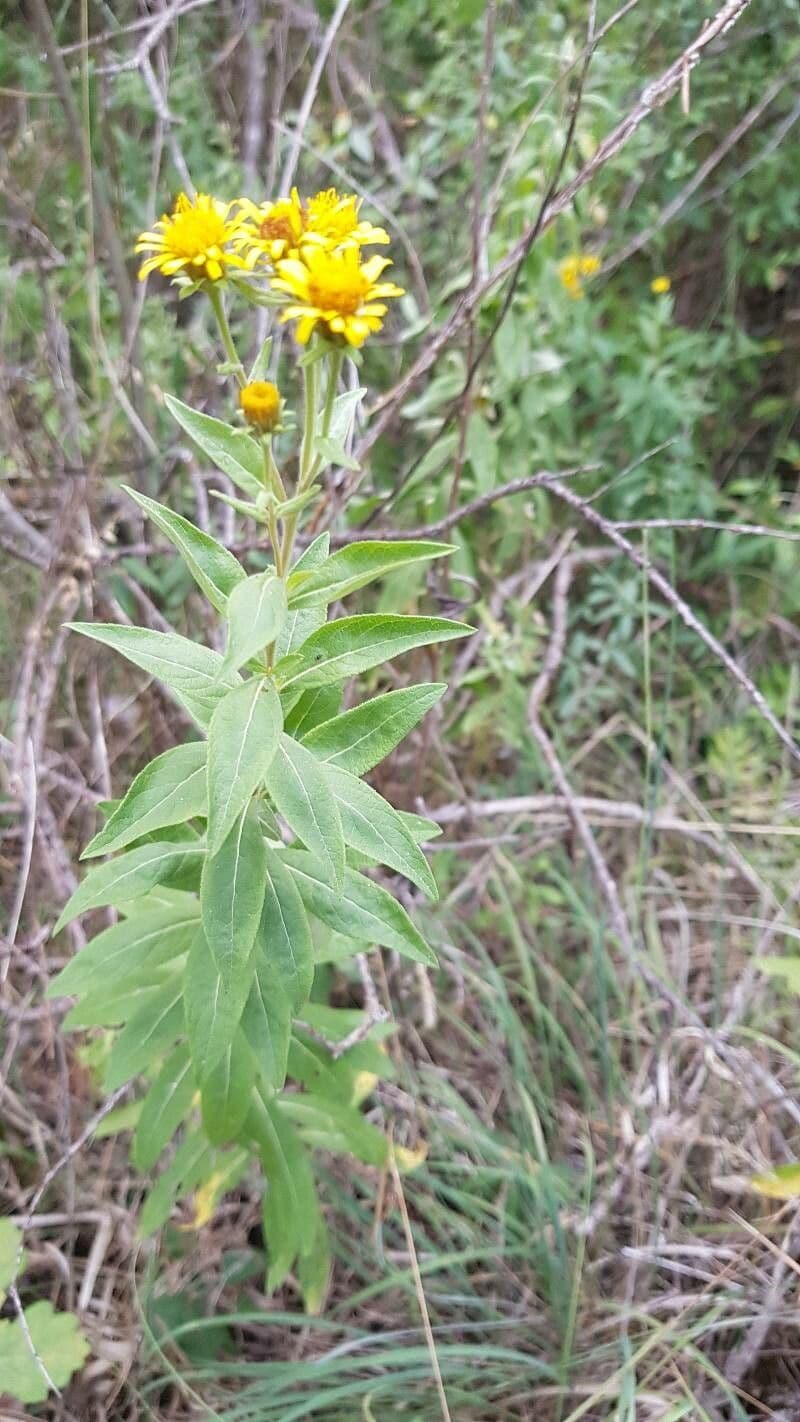 Inula svizzera 5