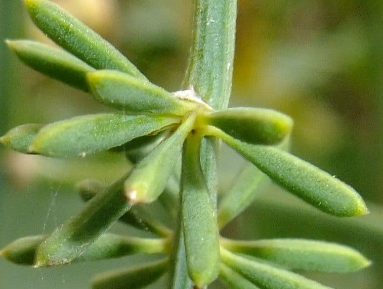 Doldiger Spargel 17