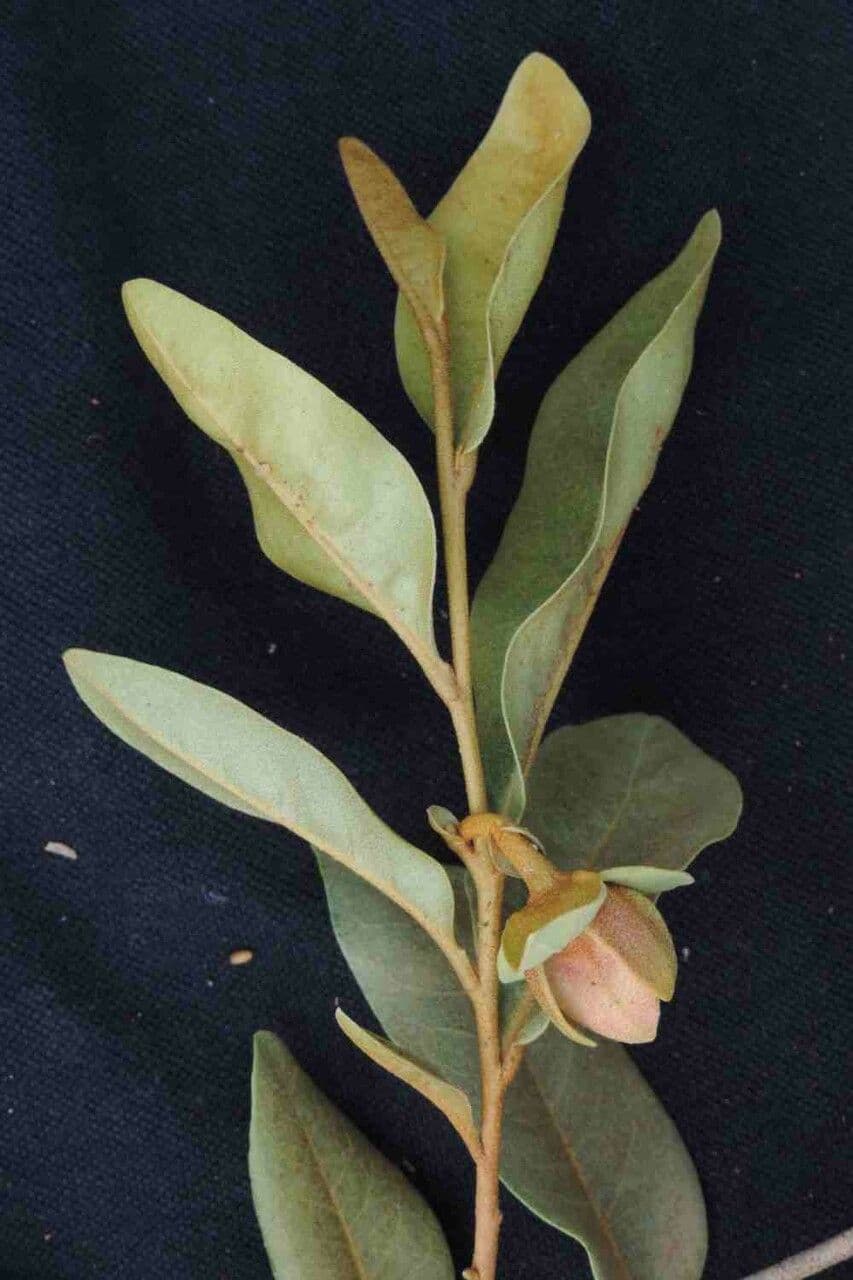 Duguetia 12