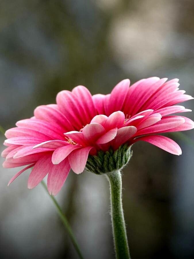 Gerbera Jamesonii 25