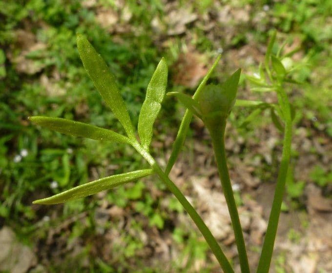 Floerkea proserpinacoides 7