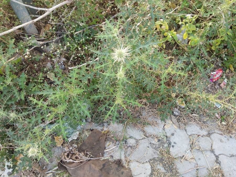 Cardo erizo 7