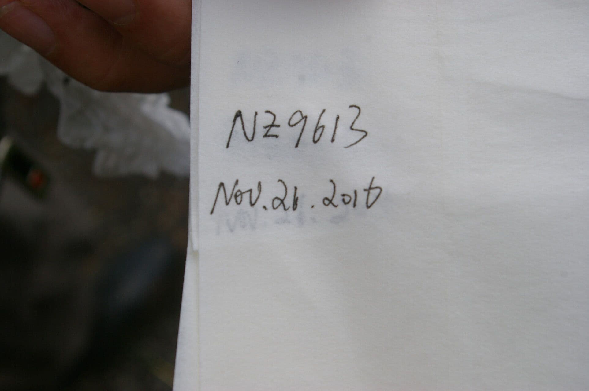 Macroptilium lathyroides 21