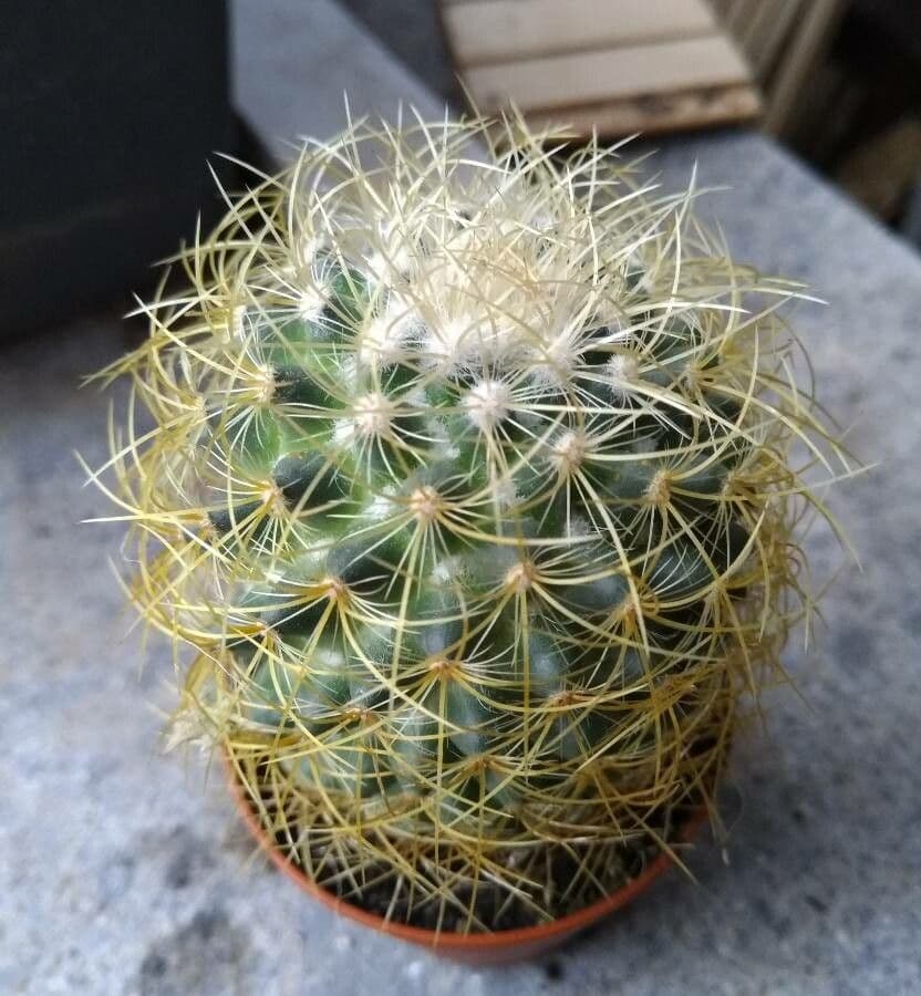 Cactus 8