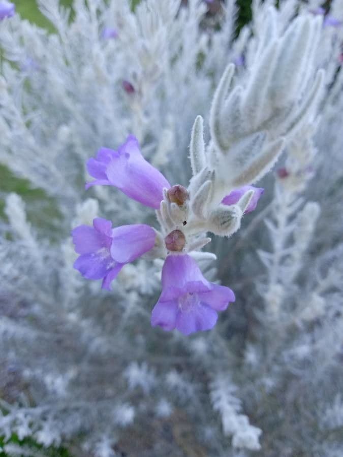 Eremophila 4