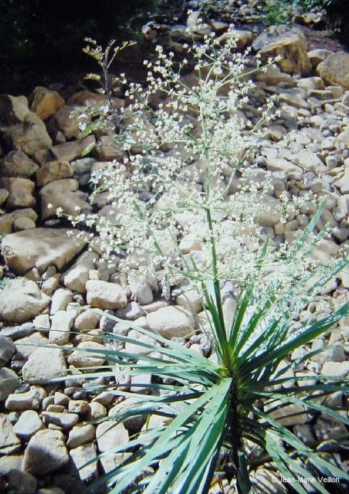 Lomandra insulare 14