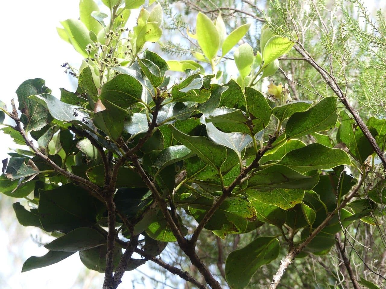 Ocotea 10