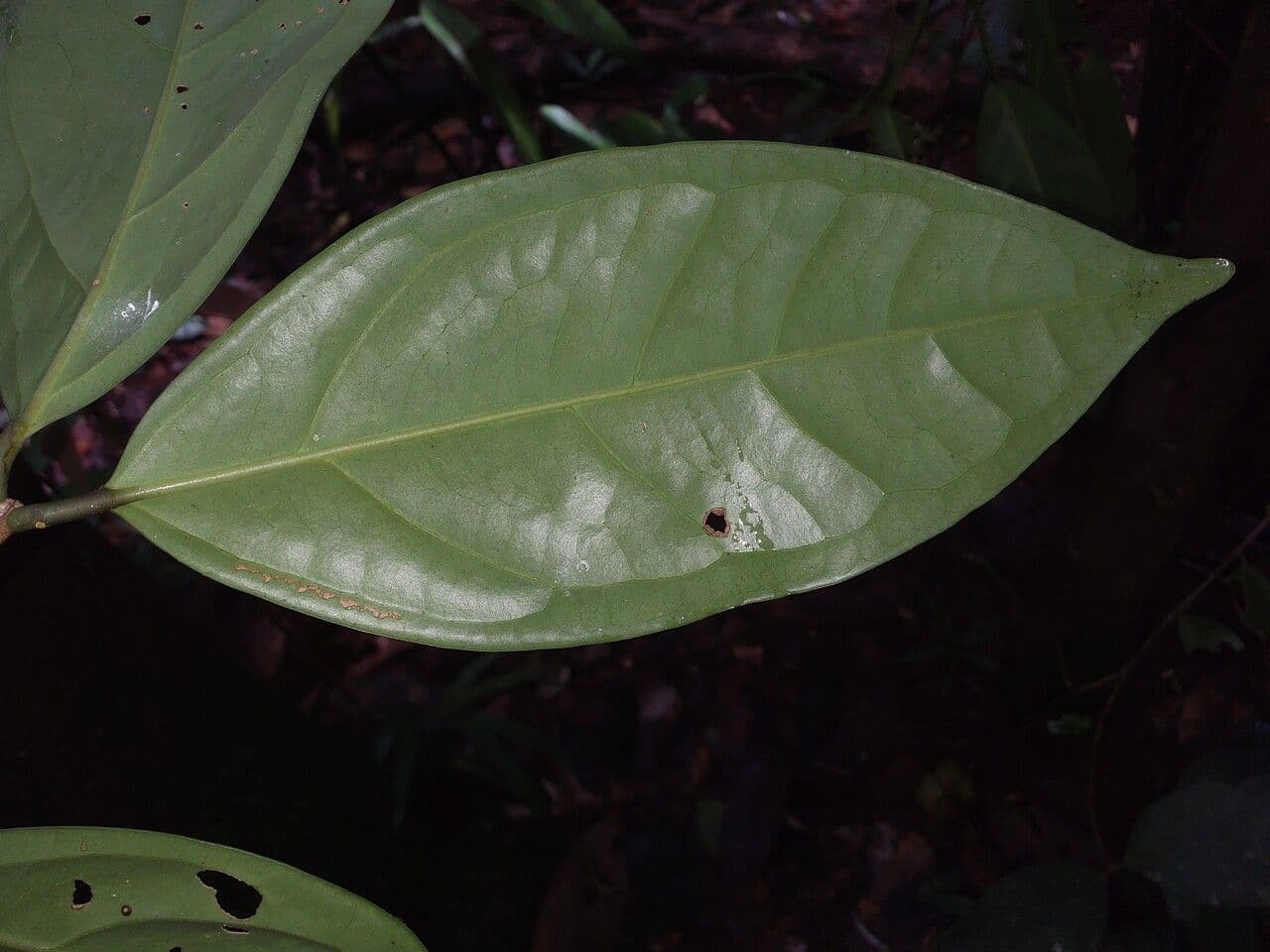 Eugenia 2