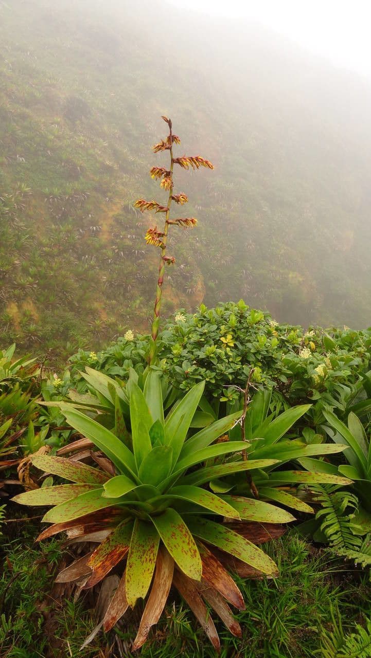 Guzmania 10