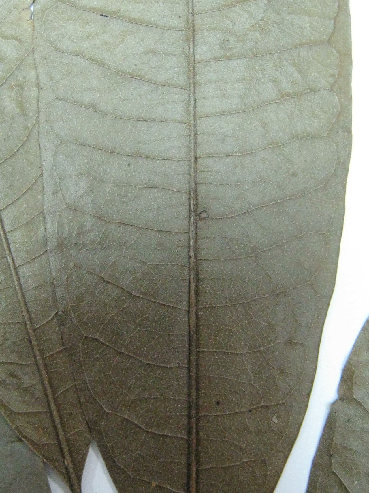 Duguetia 3