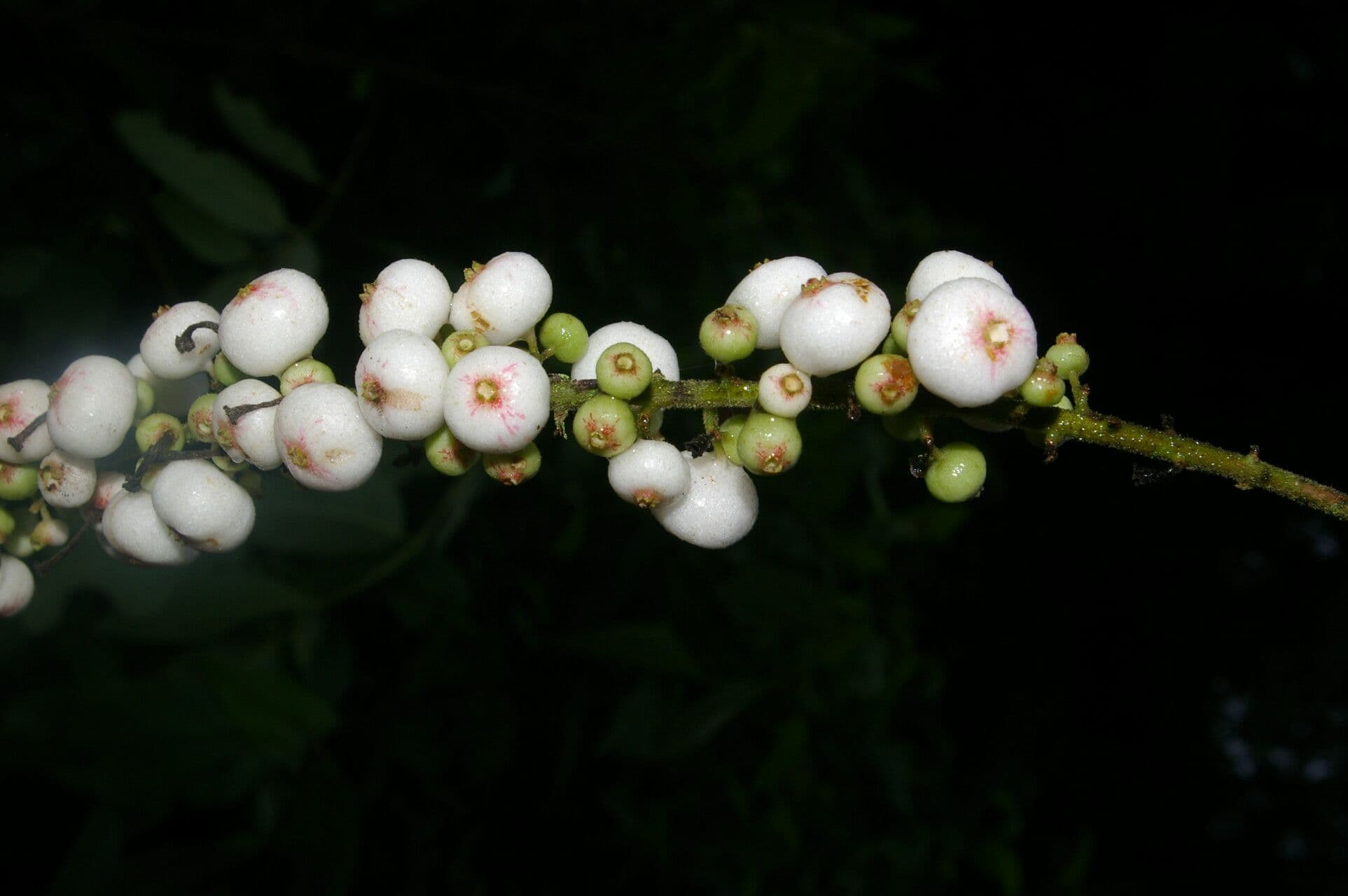 Gonzalagunia