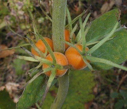 Triosteum perfoliatum 5