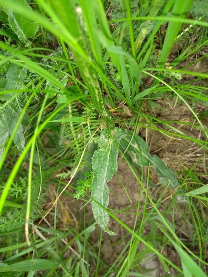Raponchigo 18
