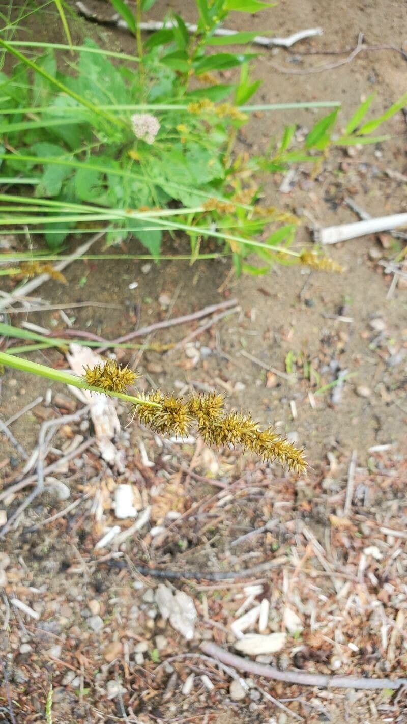 Carex vulpinoidea 10