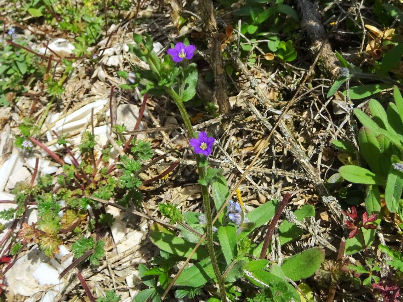 Legousia hybrida 7