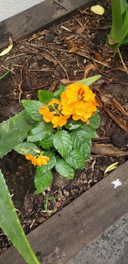 Crossandra 13