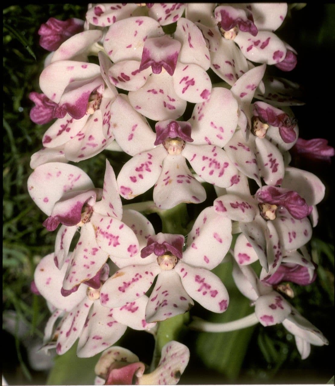 Orchidea 2