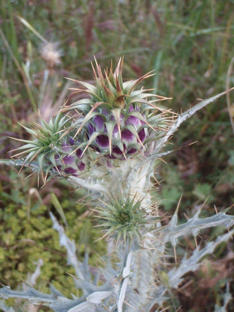 Acanto salvatico 26