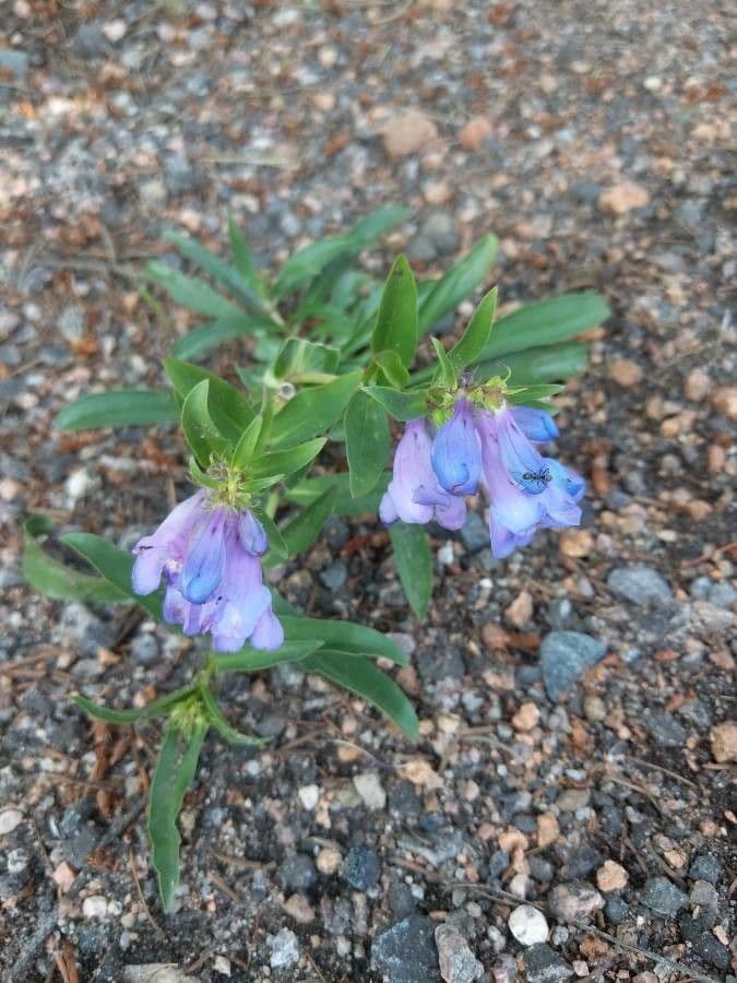 Penstemon 4