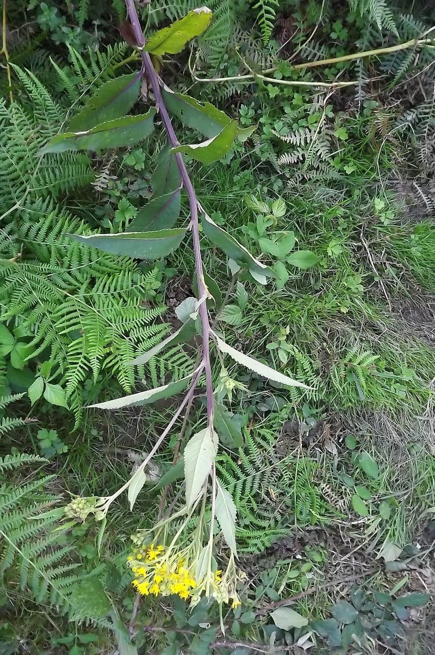 Bayonner Greiskraut 18