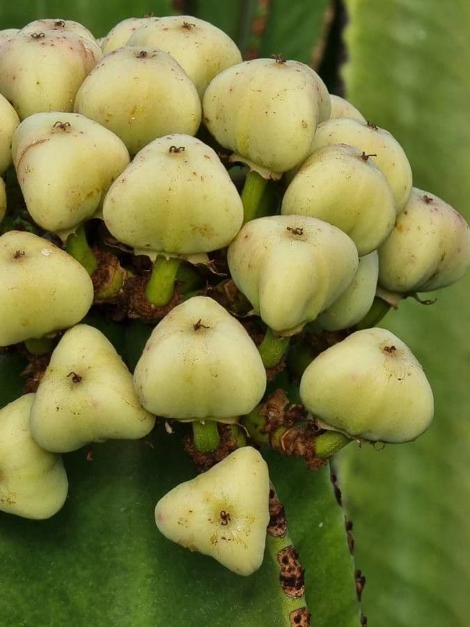Abessinischer Wolfsmilch