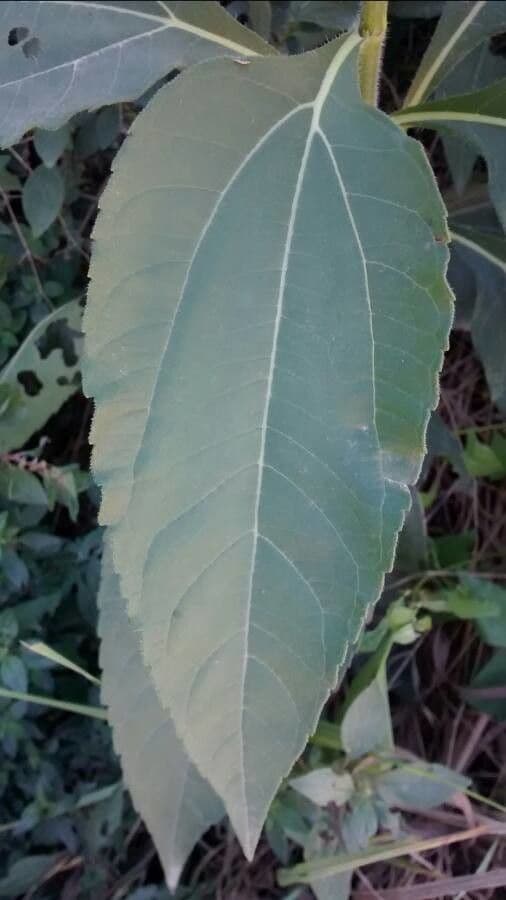 Topinambur 20