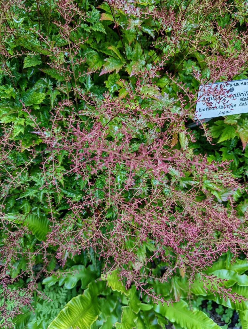 Astilbe