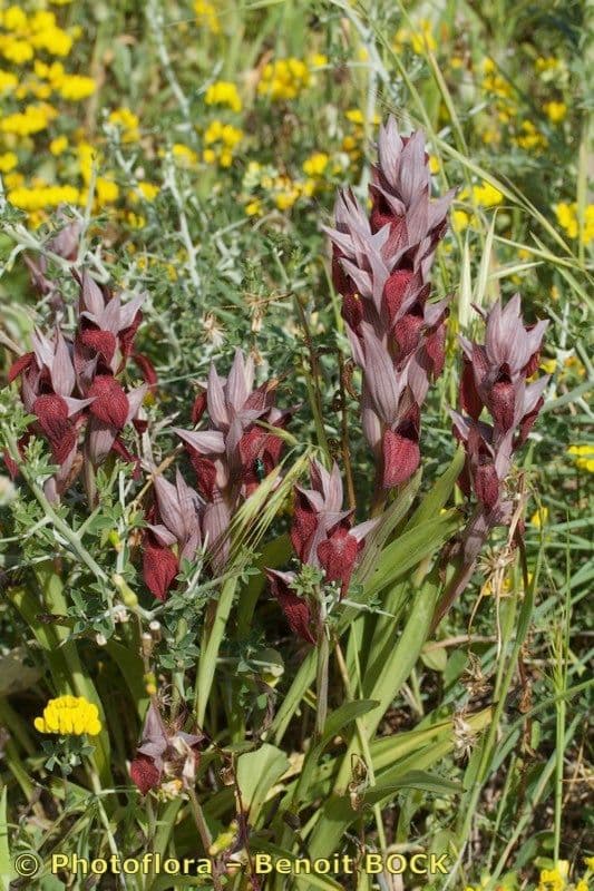 Serapias cordigero 20