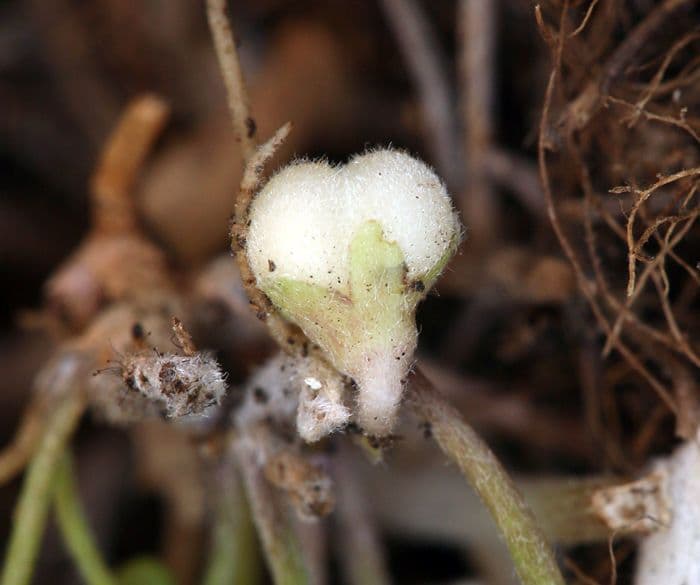 Dichondra