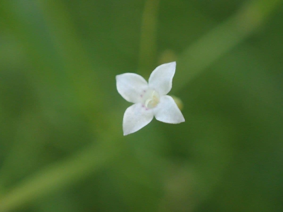 Oldenlandia 8