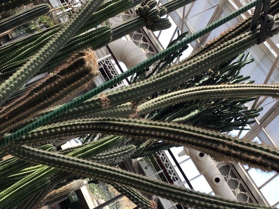 Cactus columnar 2