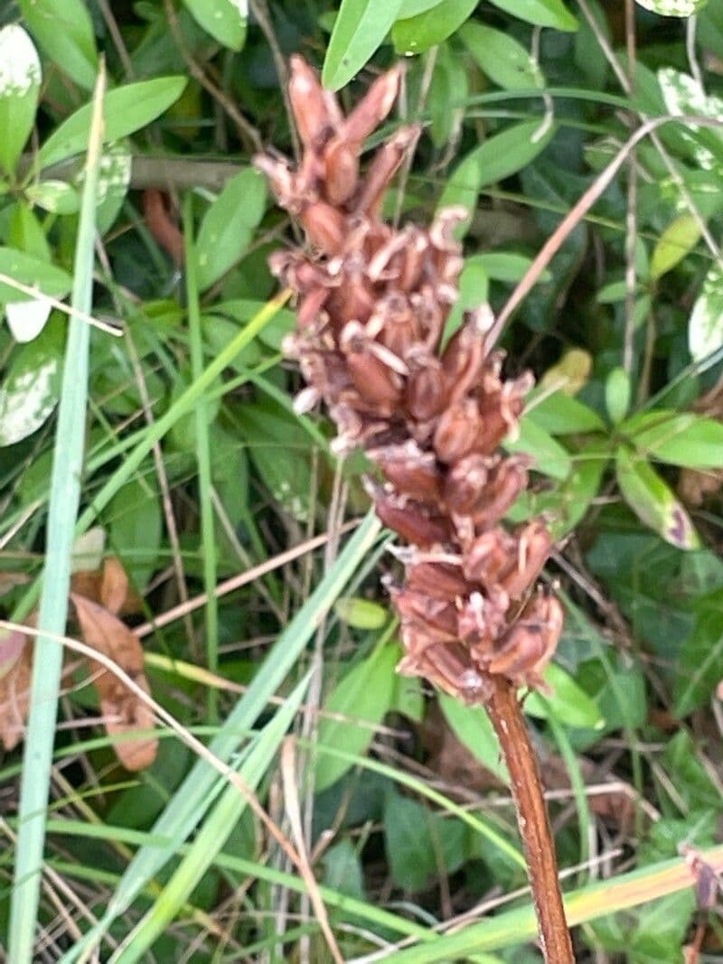 Orchidea di Fuchs 3