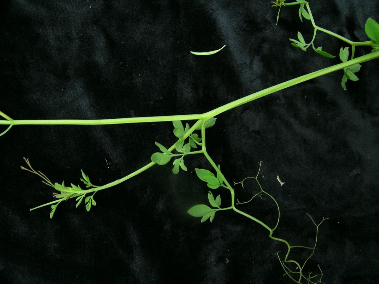 Dactylicapnos 6