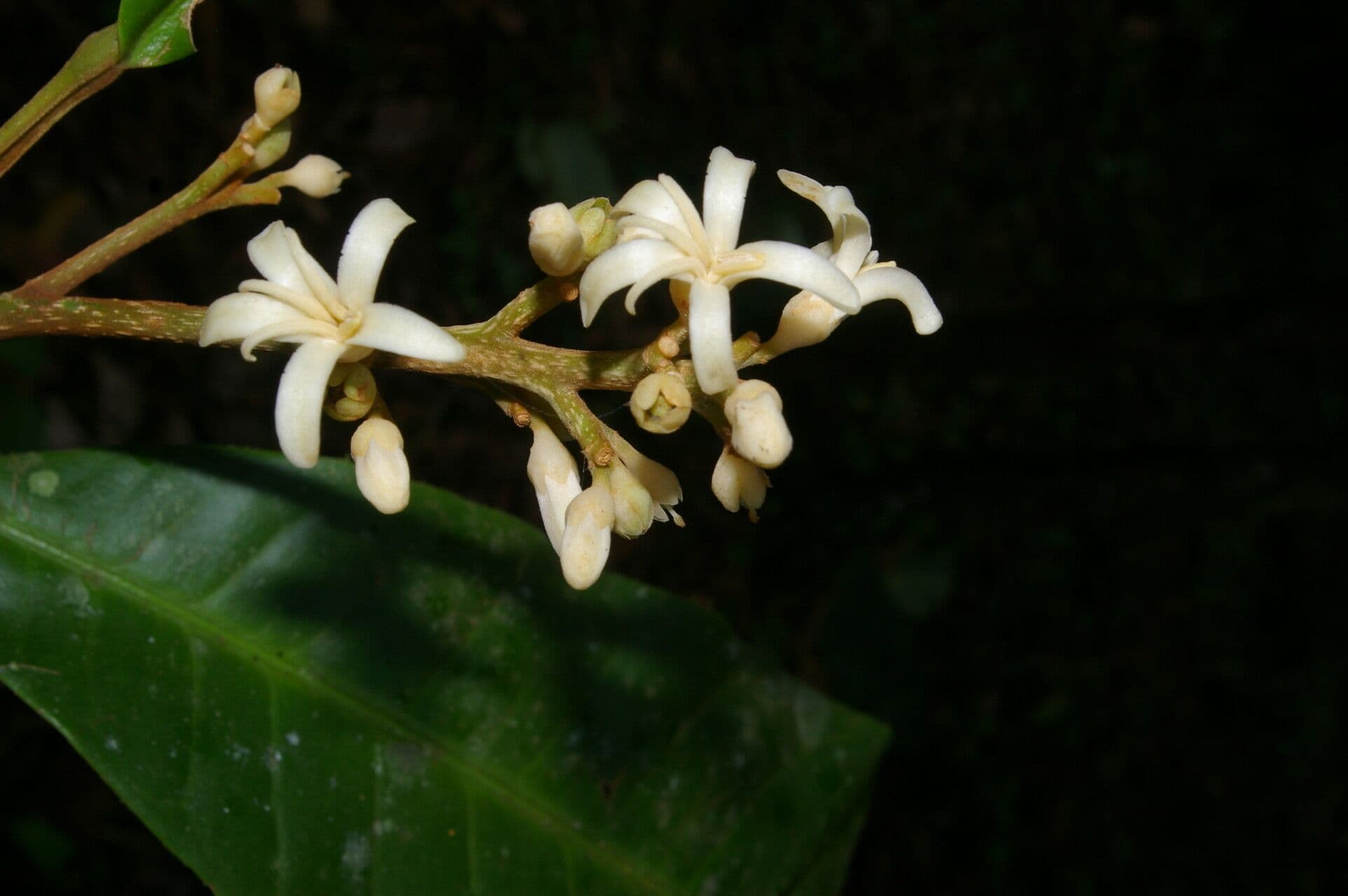 Conchocarpus 6