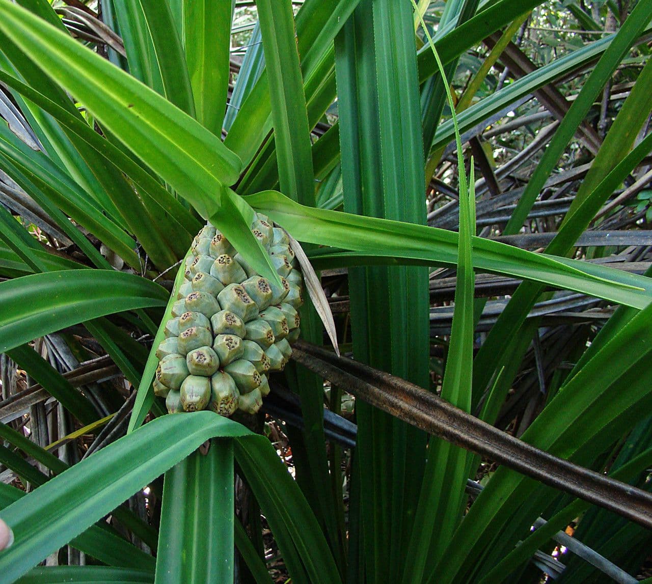 See-Schraubenbaum