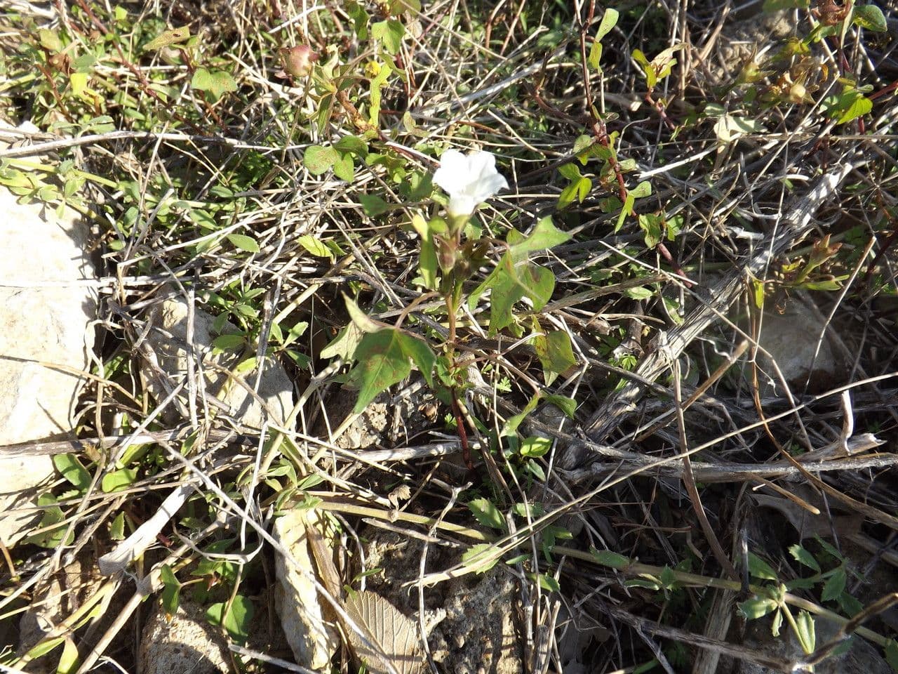 Ipomoea lacunosa 10